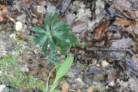 Euphorbia amygdaloides