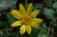 Ficaria verna