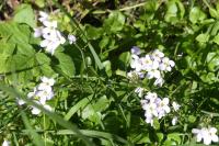 Cardamine pratensis