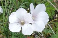 Linum appressum