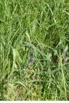 Muscari comosum