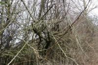 Ulmus minor
