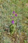 Anacamptis pyramidalis