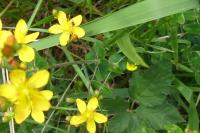 Hypericum pulchrum