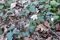 Anemone nemorosa