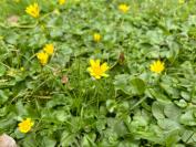 Ficaria verna