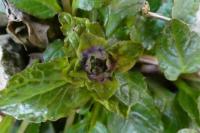 Ajuga reptans