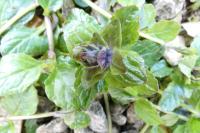 Ajuga reptans