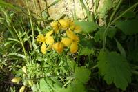 Chelidonium majus