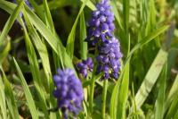 Muscari neglectum