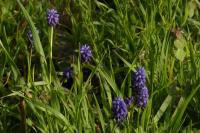 Muscari neglectum