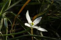 Ornithogalum divergens