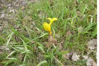 Tulipa sylvestris