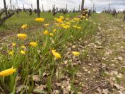 Tulipa sylvestris
