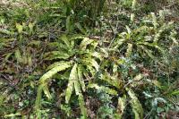 Asplenium scolopendrium