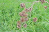 Arctium minus
