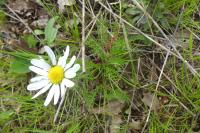 Tripleurospermum inodorum