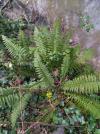 Polystichum aculeatum