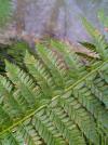 Polystichum aculeatum