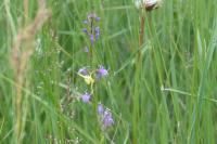 Lobelia urens