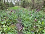 Fritillaria meleagris
