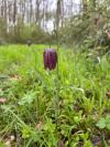 Fritillaria meleagris
