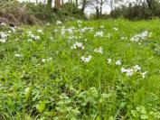Cardamine pratensis