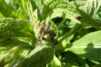 Symphytum officinale