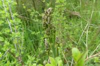 Asparagus officinalis