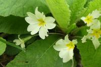 Primula vulgaris