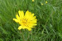 Tragopogon pratensis