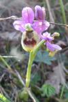 Ophrys tenthredinifera