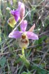 Ophrys tenthredinifera