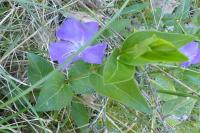 Vinca major