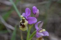 Ophrys tenthredinifera