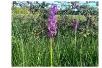 Orchis mascula