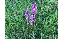 Orchis mascula