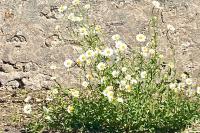Leucanthemum ircutianum