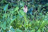 Orchis purpurea