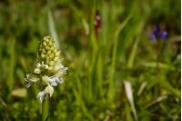 Orchis purpurea