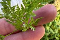 Anthriscus caucalis