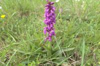 Orchis mascula