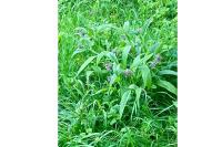Symphytum officinale