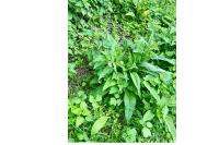 Symphytum officinale