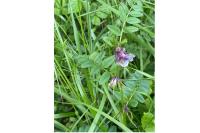 Vicia sepium