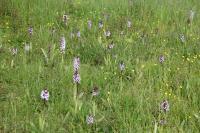 Orchis purpurea