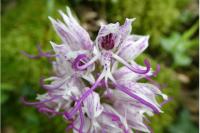 Orchis simia
