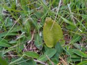Ophioglossum vulgatum