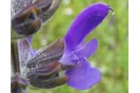 Salvia verbenaca