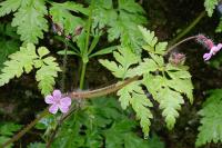 Geranium robertianum